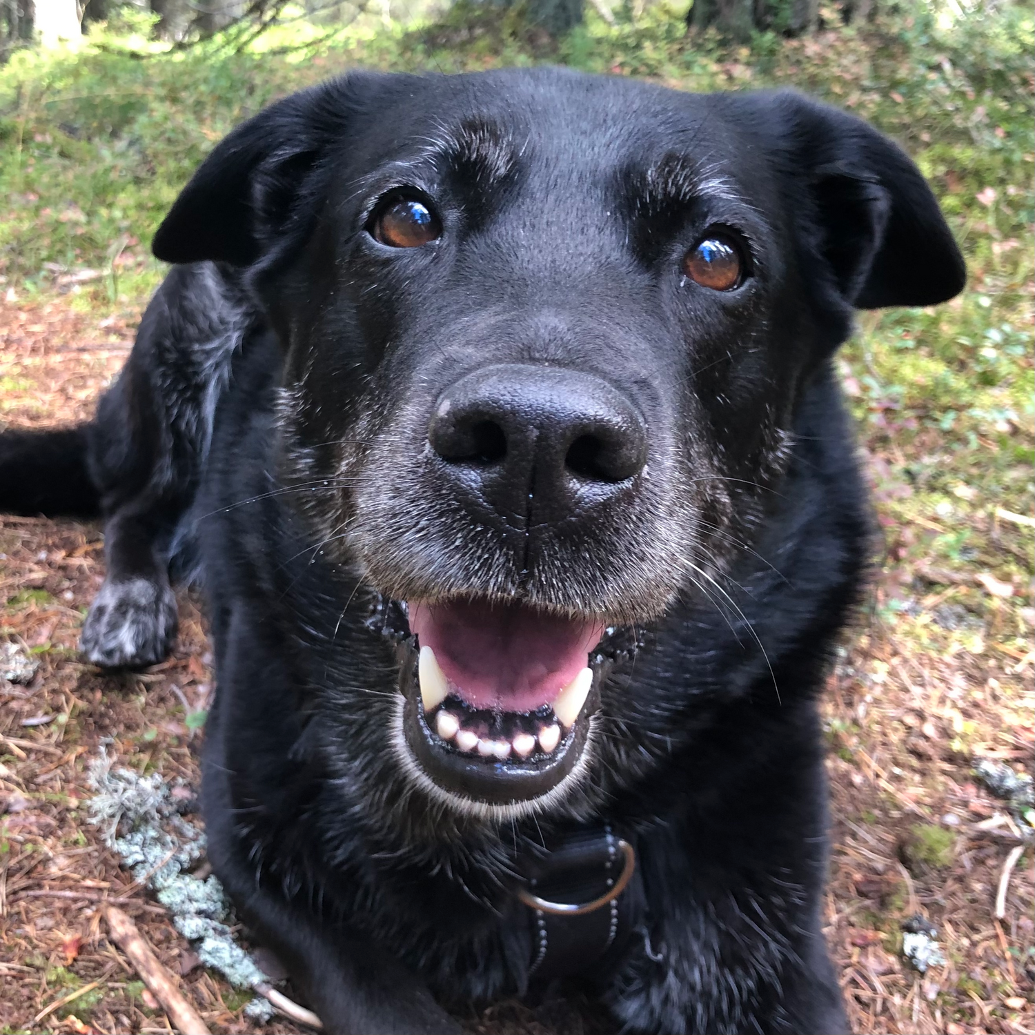 happy cute dog smiling